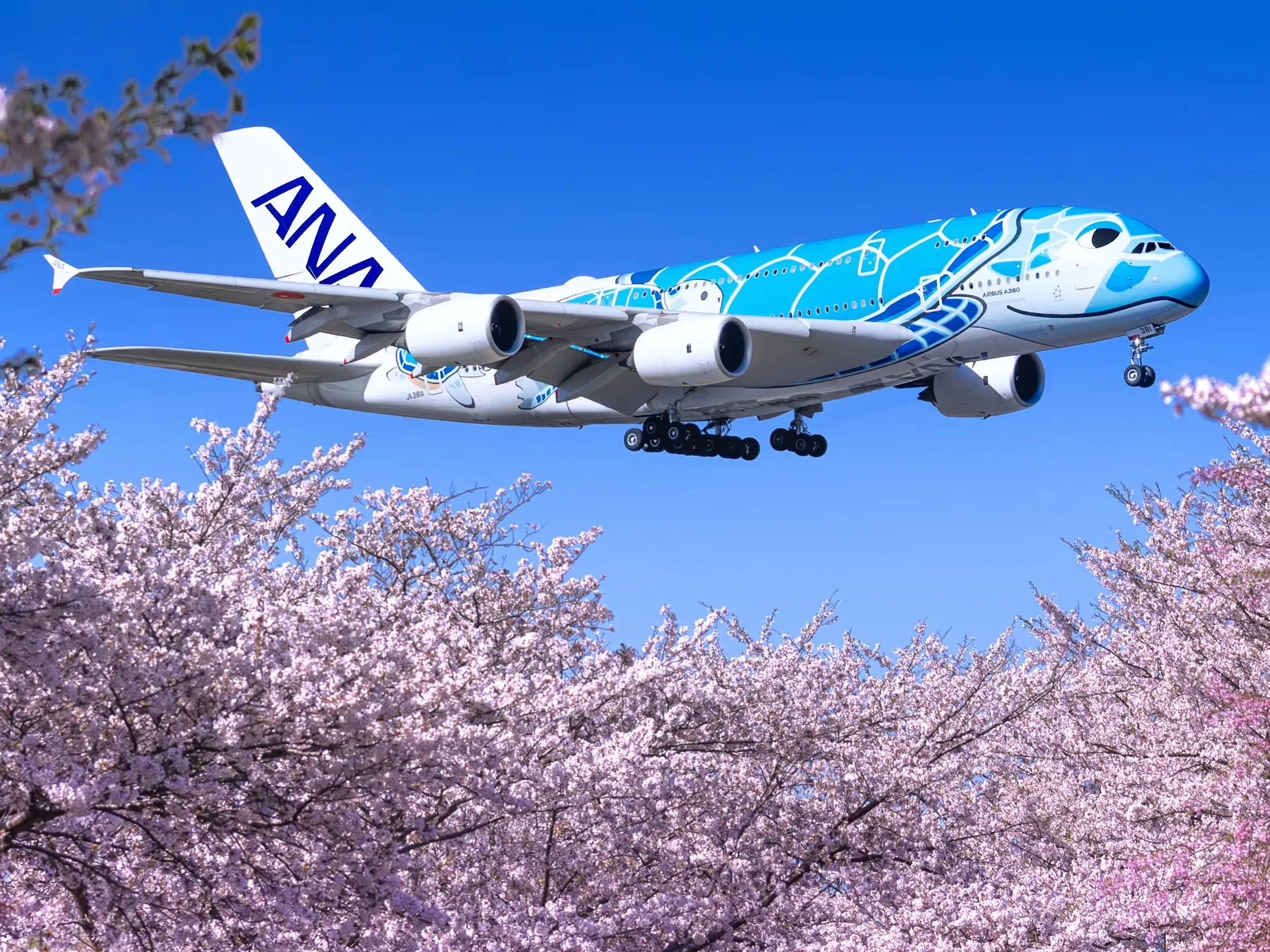 邦楽 A Report of the Birdstrike All Nippon Airways Flight Returns After Bird Strike. An All